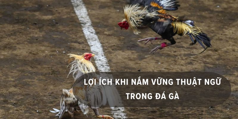 Hiểu rõ các thuật ngữ về đá gà là yếu tố rất cần thiết